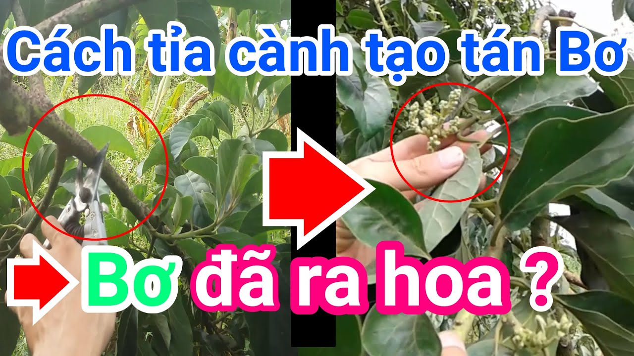 A48. Bơ đã ra hoa sau 40 ngày tỉa cành tạo tán?. Cách tỉa cành tạo tán cho cây Bơ