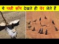 साँप और पक्षी की लड़ाई में कौन जीतेगा ? BIRD ATTACK SNAKE, WHO WILL WIN?