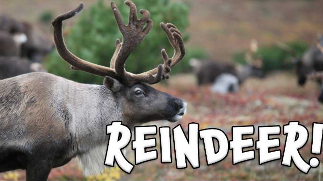 reindeer-learn-facts-about-reindeer-youtube