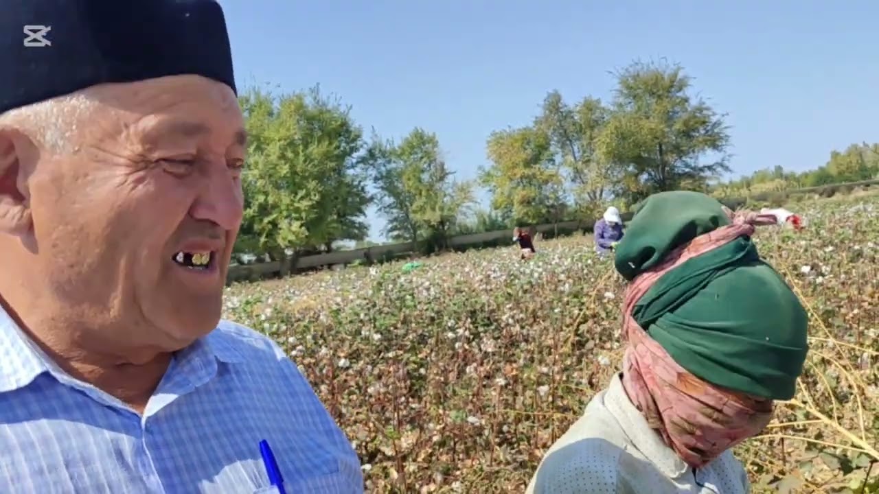 Жиззах вилояти Арнасой туманидаги Янги Бўстон м.ф.й даги аҳоли пахта йиғим теримида