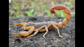 Scorpion   Amazing Animals