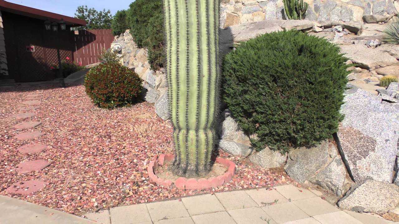 Saguaro Cactus