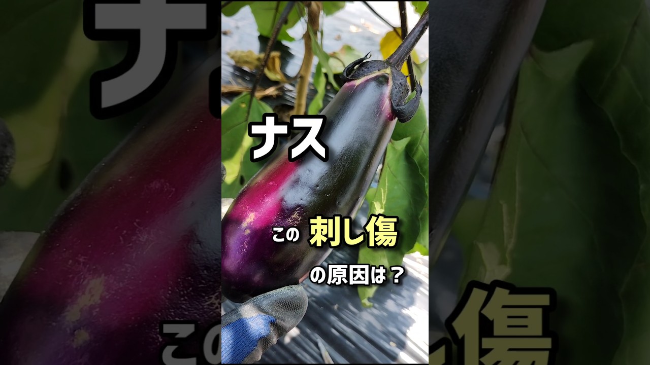 ナス、この刺し傷の原因は？