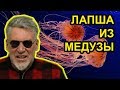 Медуза попала в Сеть. Артемий Троицкий