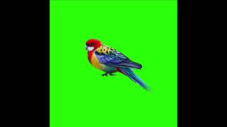 Love Bird  // bard 4K ultra HD Green Screen effect