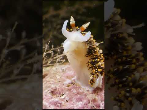 Видео: Должны ли моллюски, которые помечены?