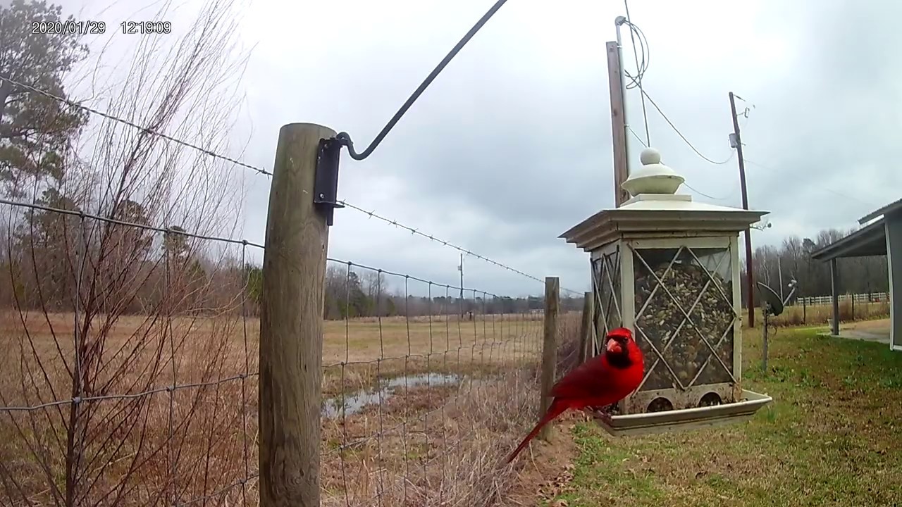 Stunning Male cardinal