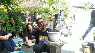 demo bonsai bucida spinosa(black olive) perkumpulan bonsai lamongan.