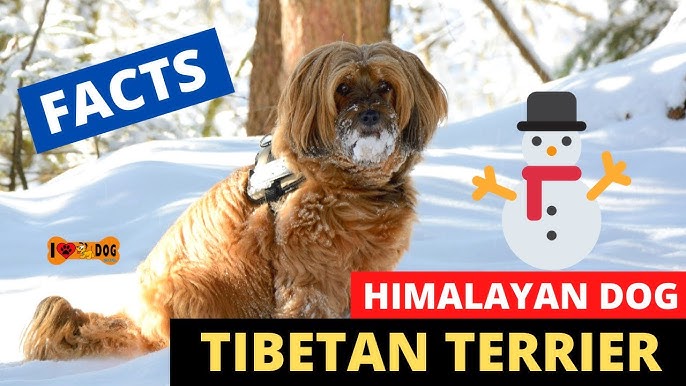 Moscow #Watchdog  Unique dog breeds, St bernard dogs, Rare dog breeds