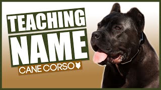 PUPPY TRAINING! Teaching Your CANE CORSO Puppy Their Name