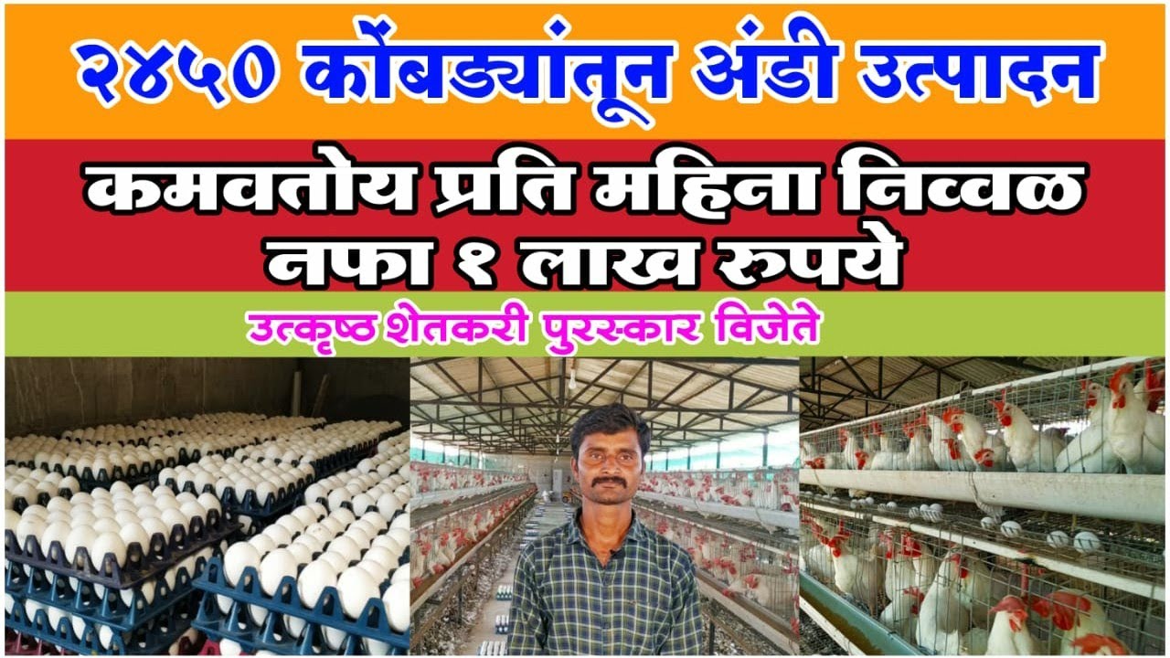 दररोज उत्पन्न देणारा #शेती_पूरक_व्यवसाय #कुक्कुटपालन #Layer_poultry_farming success story