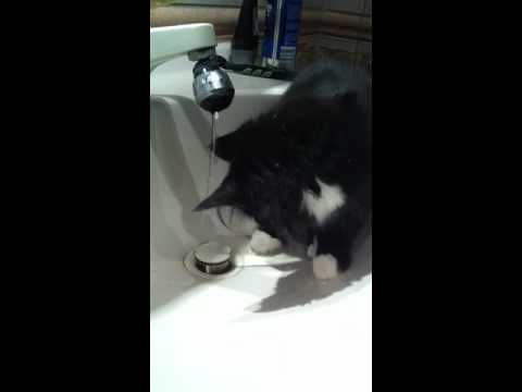 Video: Varför Hatar Katter Vatten? - Husdjursmyter: Hatar Katter Verkligen Vatten?