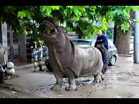 წყალდიდობა თბილისში 13.06.2015 /  Flood in Tbilisi