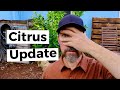 Citrus tree update how did it survive