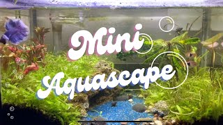 Basic Aquascape Dengan Ikan Cupang dan Neon by DAikazoCoon 84 views 5 months ago 4 minutes, 3 seconds