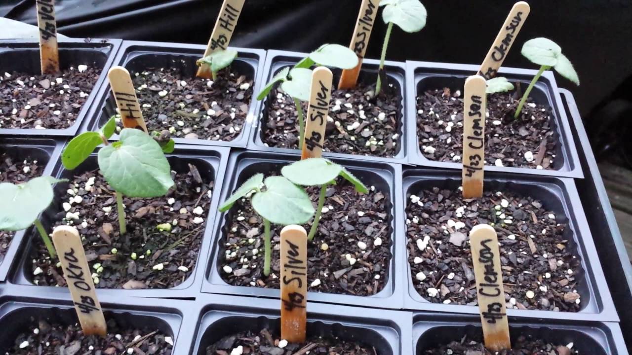 Growing Warm Weather Vegetables Ep. 29 YouTube