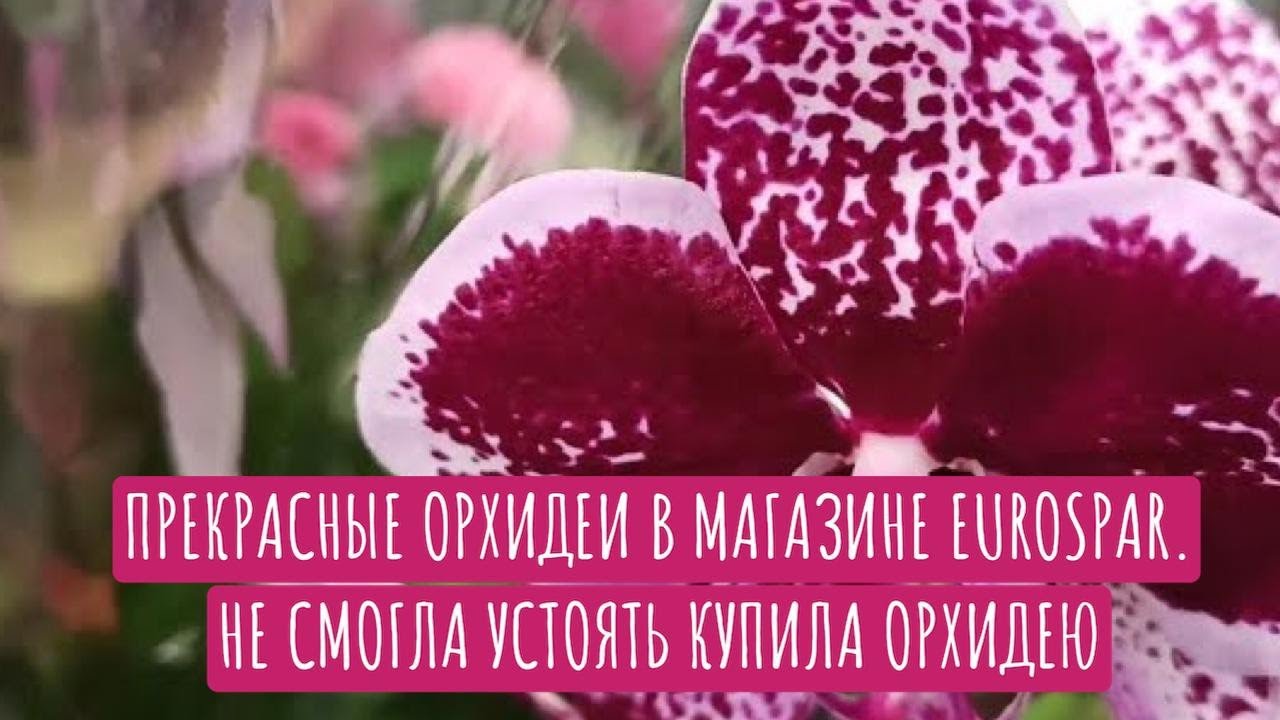Усть Лабинск Магазин Для Орхидей Где Купить