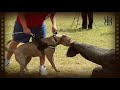 ANDANTE BANDOG (Spanish language🇪🇸) #andantebandog #andantebandogkennels