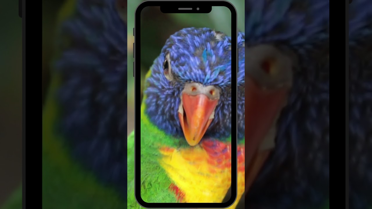 ⁣Parrot Talking 🦜Smart And Funny Parrots Video Compilation🦜 #5