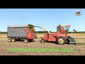 Chopping Sorghum Sudan Grass near Fort Wayne Indiana