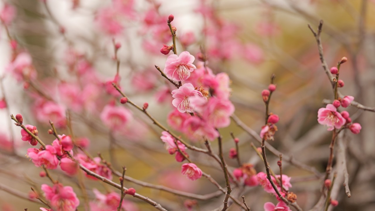 神代植物公園　梅の花　2026 02.17　東京都調布市