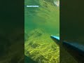 pesca sub #amém #mensagemdefé #jesusteama #oraçãodanoite #amen #jesuslovesyou #fe #pesca #4k
