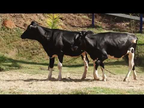 LOTE 18   TRADIÇÃO DA BOCAINA   891  887