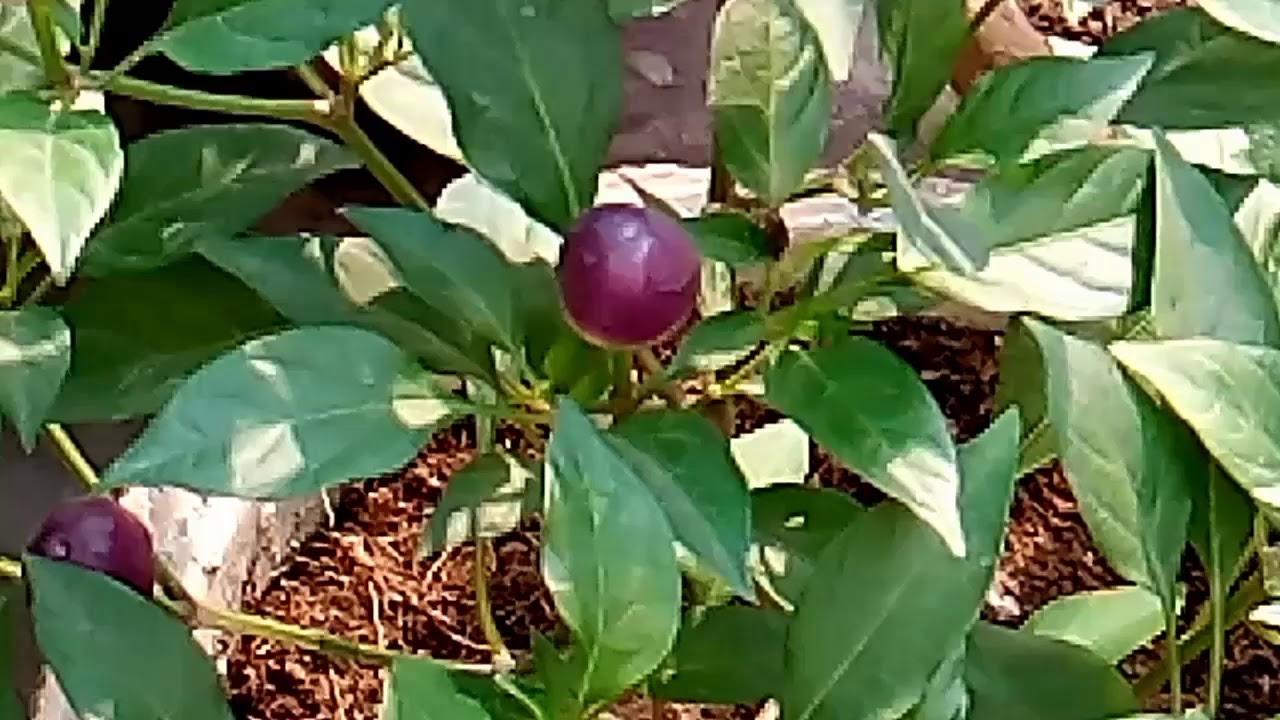 chilli plant care YouTube chilli plant care YouTube