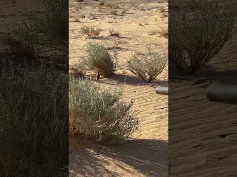 مقناص طير سمان اكسبلور الزوايده صيد الزهد التغطيه