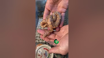 🐍 We Hatched Out a Monsoon! 🧪