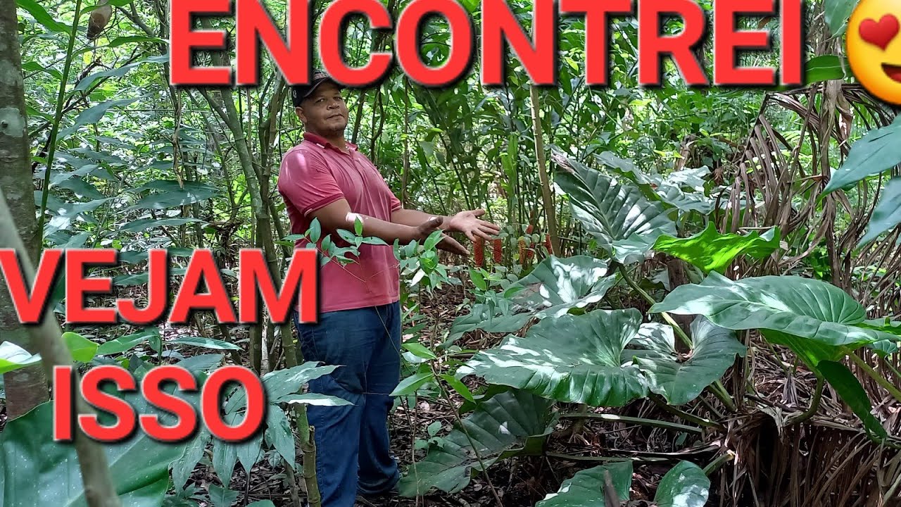 presente de Deus, paraiso das plantas, um novo jardim natural, encontrado plantas no mato resgate