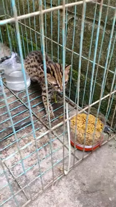cara menjinakkan kucing hutan/blacan/macan akar part1