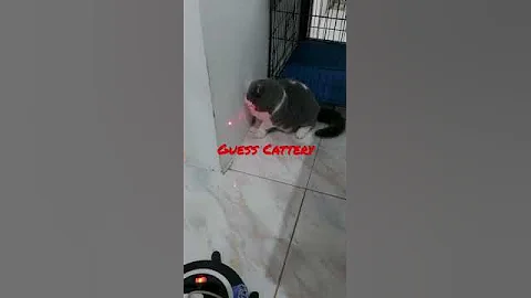 Video 2098991: cat britishshorthair kucing kitten, britishshorthair catlover kitten, kitten britishshorthair kitty, catlover kitten british, playing britishshorthair catlover, kittycat kitties