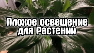 Как живут мои растения с плохим освещением . Оставляю ссылку на пересадку алоказии и плюща