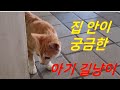 현관 앞에서 집 안으로 들어갈까 말까 망설이는 아기 길냥이