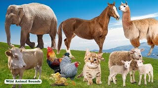 Happy Animal Moments, Familiar Animals: Elephant, Rooster, Horse, Alpaca, Sheep, Cow - Animal Sounds