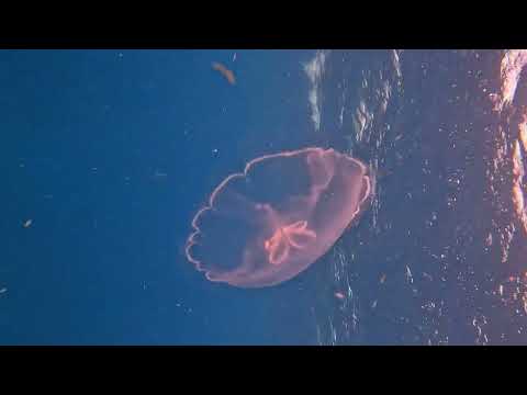 Ambergris caye, Belize scuba diving 2022