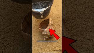 This boy found thousands of years old oyster😱 #shorts