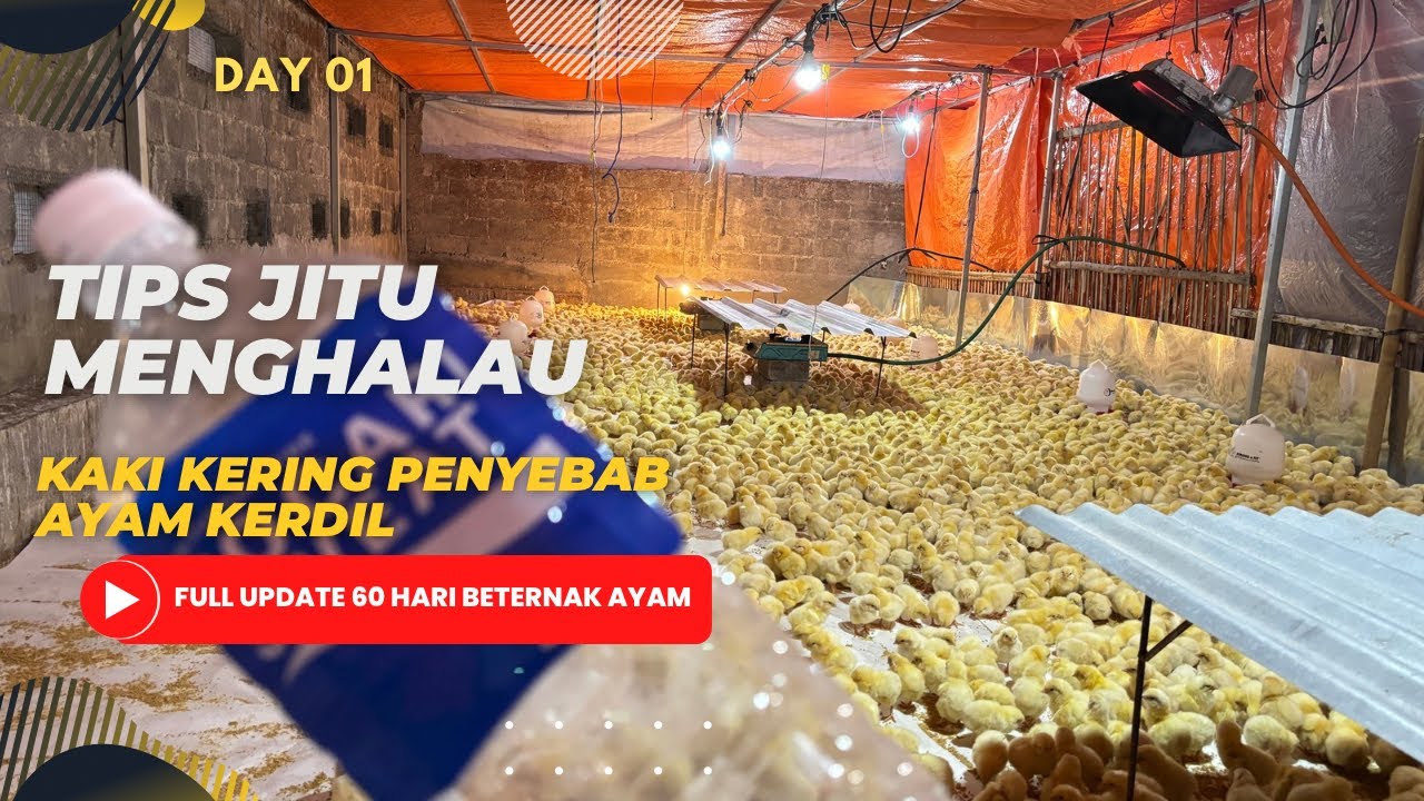 DAY 01 - ANTISIPASI KAKI KERING PADA DOC AYAM PEJANTAN