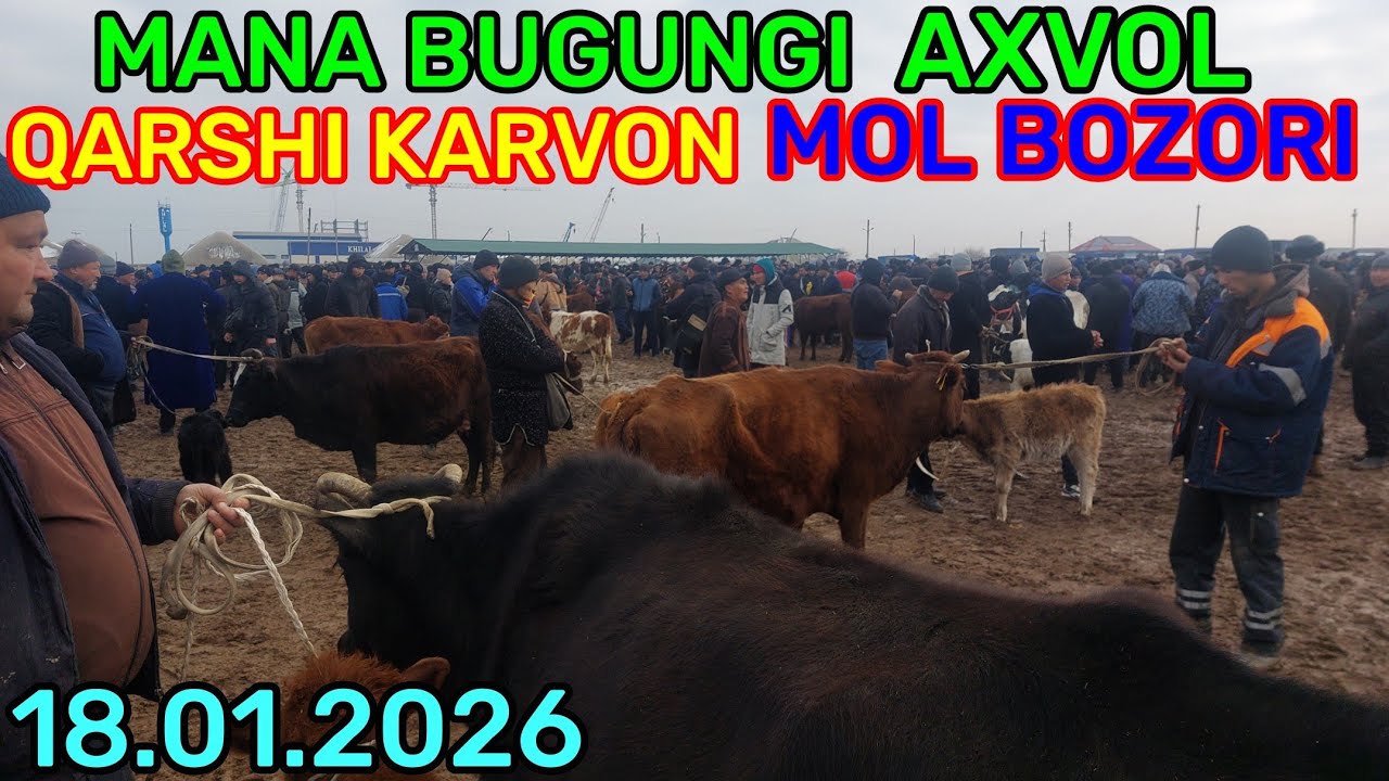 18.01.2026 ONA BOLA SOG'IN SIGIRLARNI ARZONLARIDAN QARSHI KARVON MOL BOZORIDA 