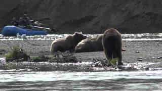 Bears & Bows