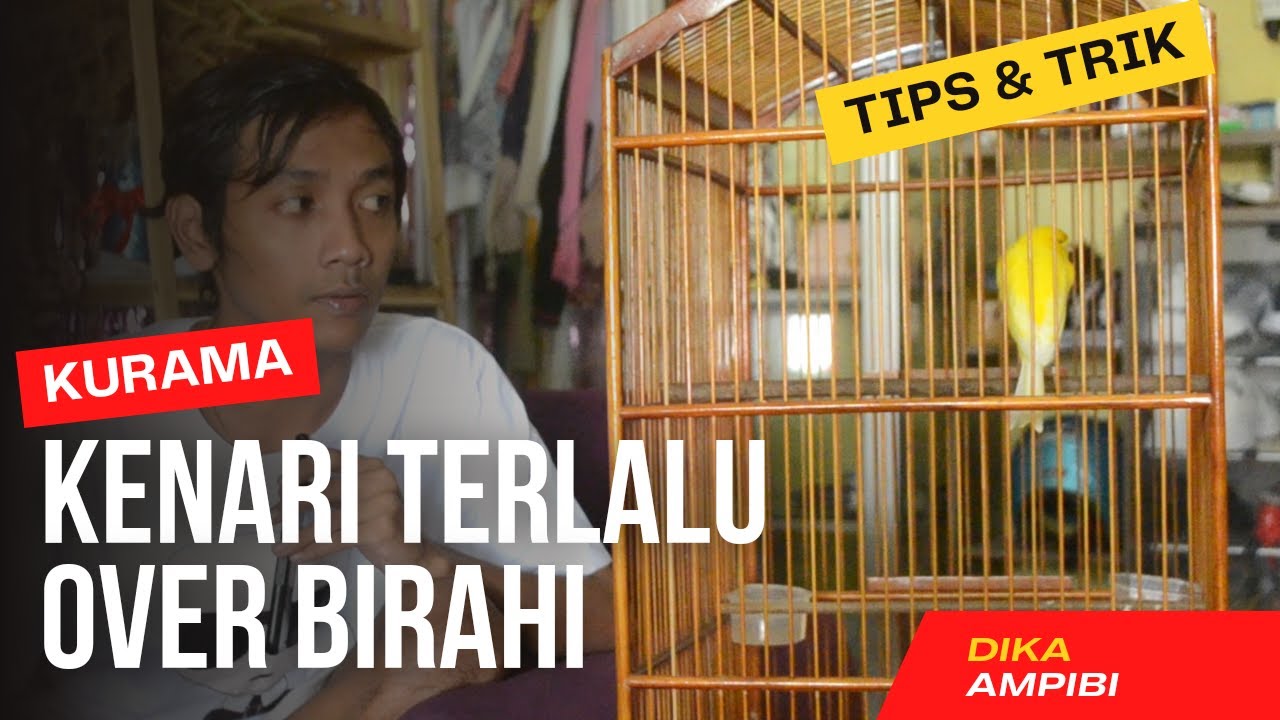 Cara Mengatasi Kenari Over Birahi dengan Teknik Efektif dan Aman Cara Mengatasi Kenari Over Birahi dengan Teknik Efektif dan Aman
