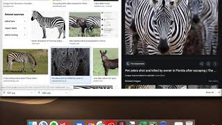 Famous Image Classification + Streamlit [Okapi vs Zebra] Wealth