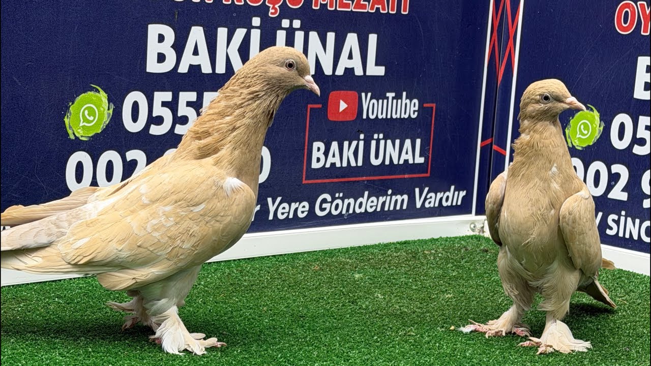 🏆❗👑 Canlı Güvercin Mezatı 