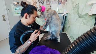 This is this Maine coon's very first bath 🙀