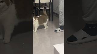 3 Cat Behaviors That Mean They Trust You 😺❤️.