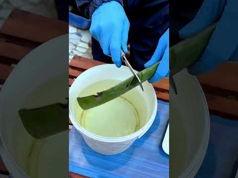 ببلاش أقوي مبيد حشري وفطري طبيعي  