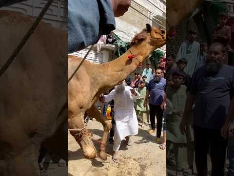 Camel Ki Qurbani Qurbani Eiduladha Bakraeid Bakraeid2025 Shorts Viralvideo Trending Eid 