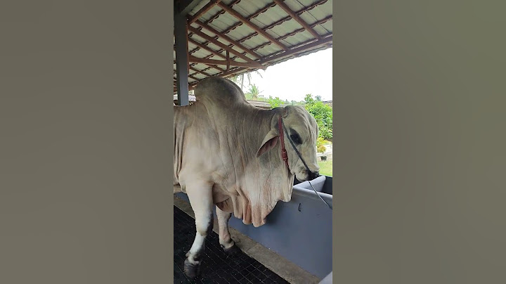 sapi po Jumbo Setia Farn