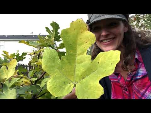 Video: Plag Fig Trees In Pots - How To Care For Potted Fig Trees